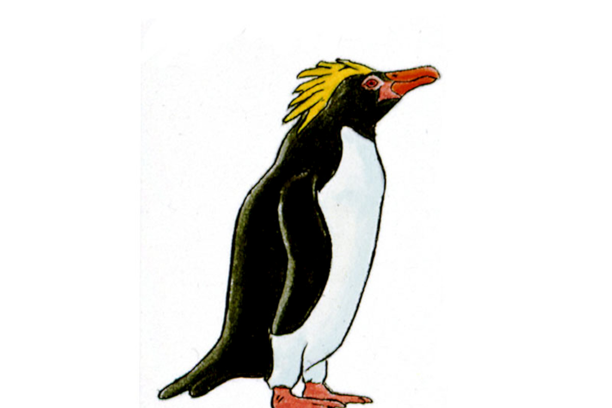 Pingüino Macaroni / Eudyptes chrysolophus