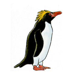 Pingüino Macaroni / Eudyptes chrysolophus