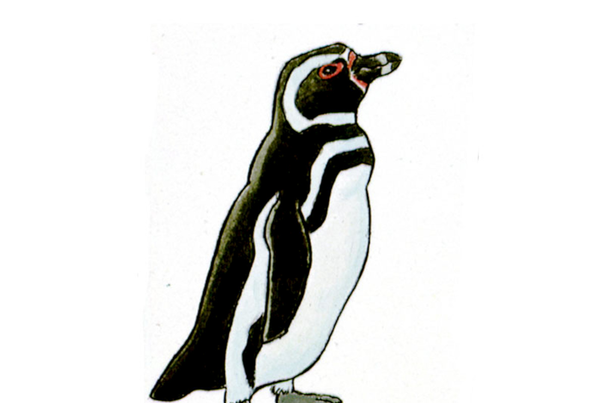 Pingüino de Magallanes / Spheniscus magellanicus