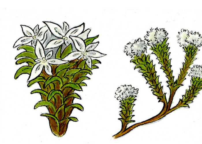 Cola de Quirquincho / Naussavia pygmea