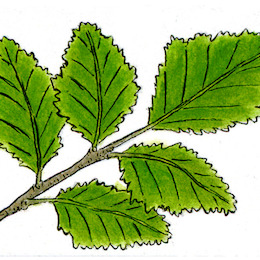 Ñirre / Nothfagus antarctica
