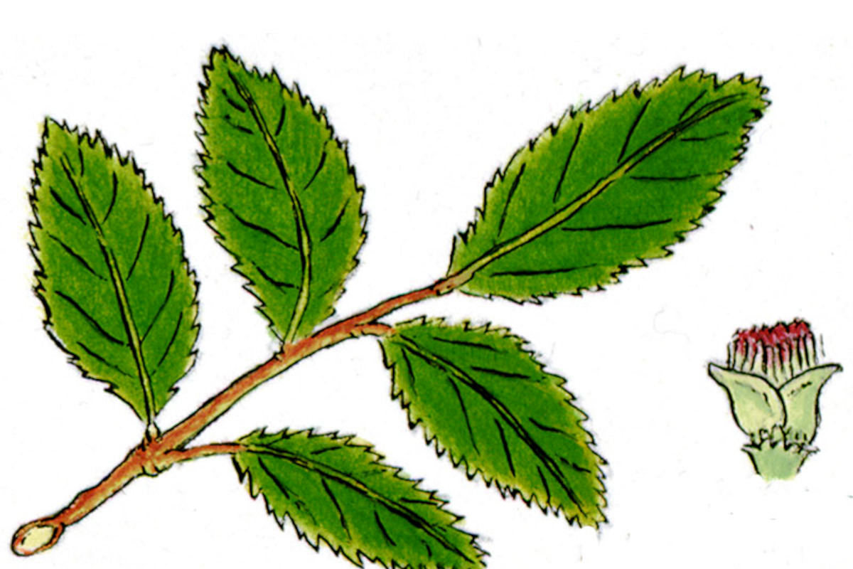 Coigüe de Magallanes / Nothofagus betuloides