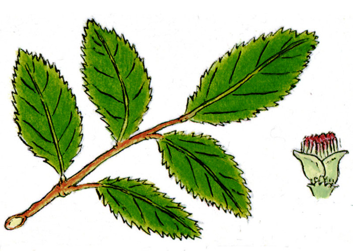 Coigüe de Magallanes / Nothofagus betuloides