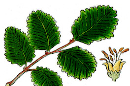 Lenga / Nothofagus pumilio