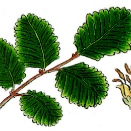 Lenga / Nothofagus pumilio