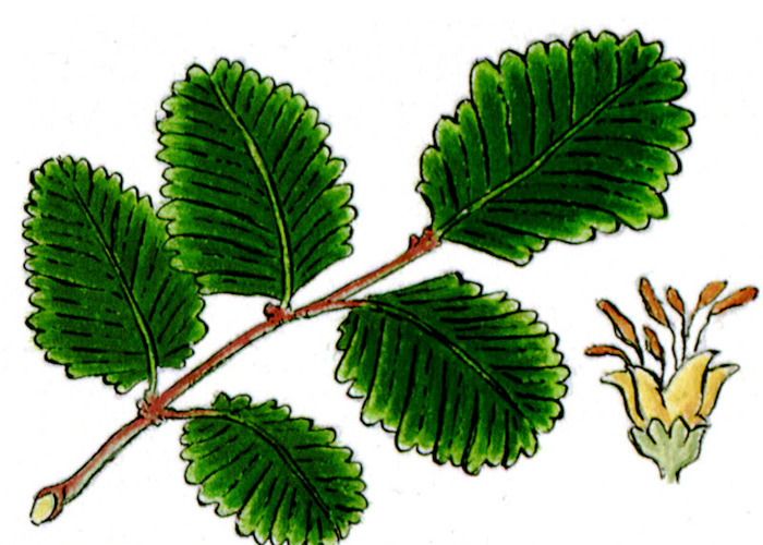 Lenga / Nothofagus pumilio