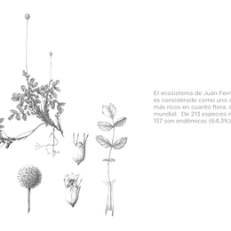 Estudio para una monografía de la flora vascular de Juan Fernández, 2011. Philippe Danton y Christophe Perrier.