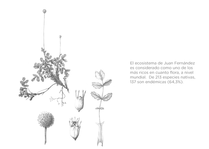 Estudio para una monografía de la flora vascular de Juan Fernández, 2011. Philippe Danton y Christophe Perrier.