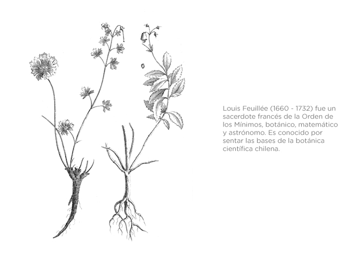 Journal des observations physiques, matemathiques et botaniques. Entre 1714 y 1725. Louis Feuillée.