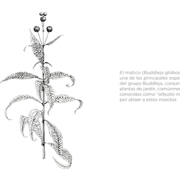 Flora arbórea de Chile 1983. Roberto Rodríguez, Oscar Matthei y Max Quezada.