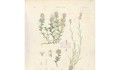 La flora de Claudio Gay