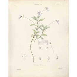La flora de Claudio Gay