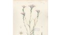 La flora de Claudio Gay