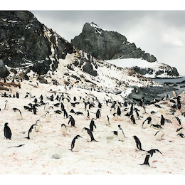 La Antártica fotografiada por Roderik Henderson.