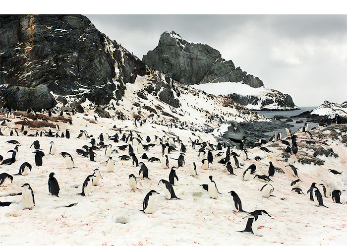 La Antártica fotografiada por Roderik Henderson.
