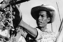 4. Agricultor y su cosecha, hacia 1960.