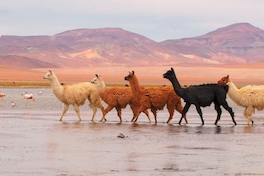 Los animales de Chile