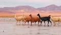 Los animales de Chile