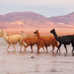 Los animales de Chile