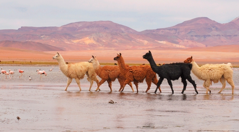 Los animales de Chile