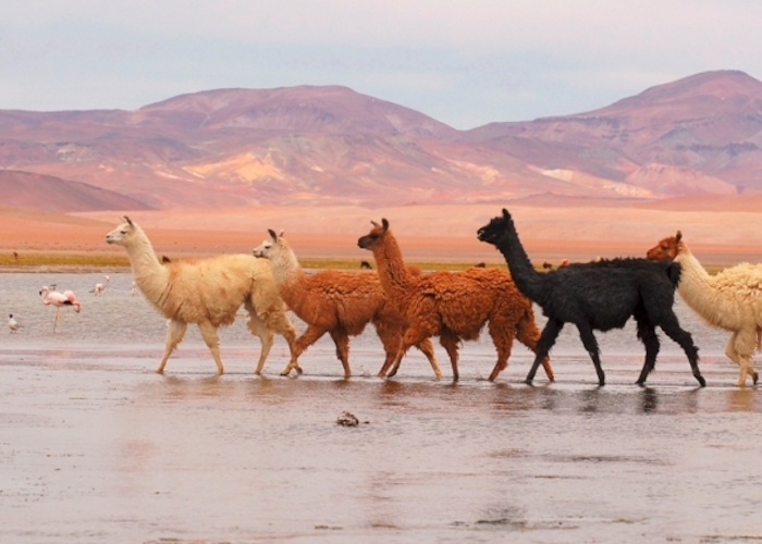 Los animales de Chile