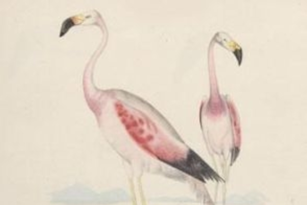 A vuelo de pájaro
