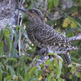 Celebrando a las aves migratorias