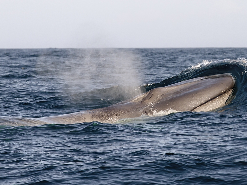 Cetáceos, de la tierra al mar