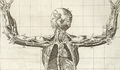 Anatomía