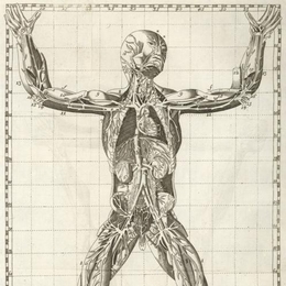 3. Cuerpo humano, año 1758.