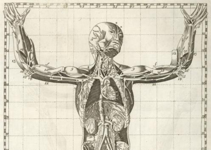 3. Cuerpo humano, año 1758.