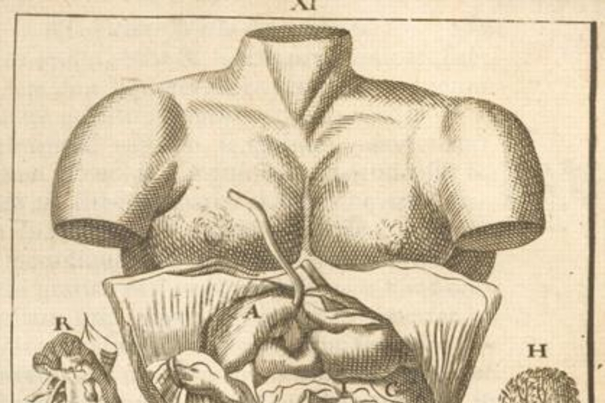 5. Abdomen, año 1696.