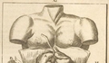 5. Abdomen, año 1696.