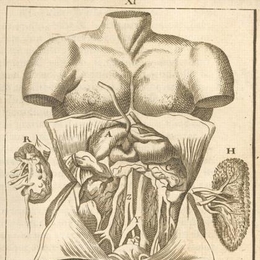 5. Abdomen, año 1696.