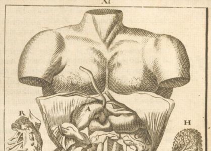 5. Abdomen, año 1696.