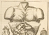 5. Abdomen, año 1696.