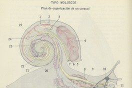 2. Plan de organización de un caracol.