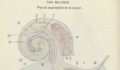 2. Plan de organización de un caracol.