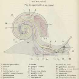 2. Plan de organización de un caracol.