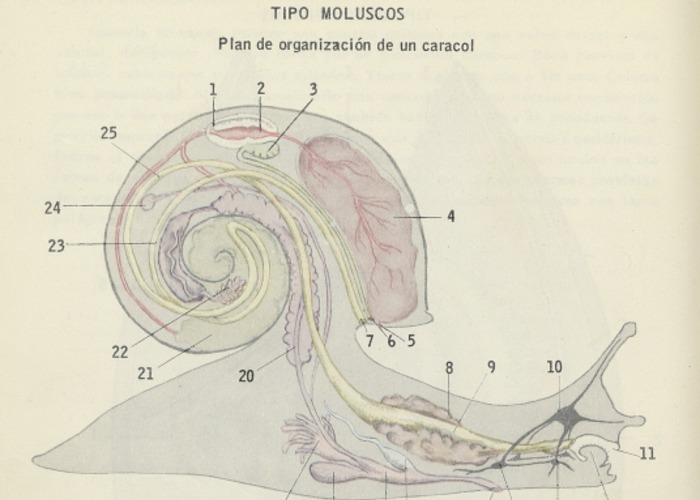 2. Plan de organización de un caracol.