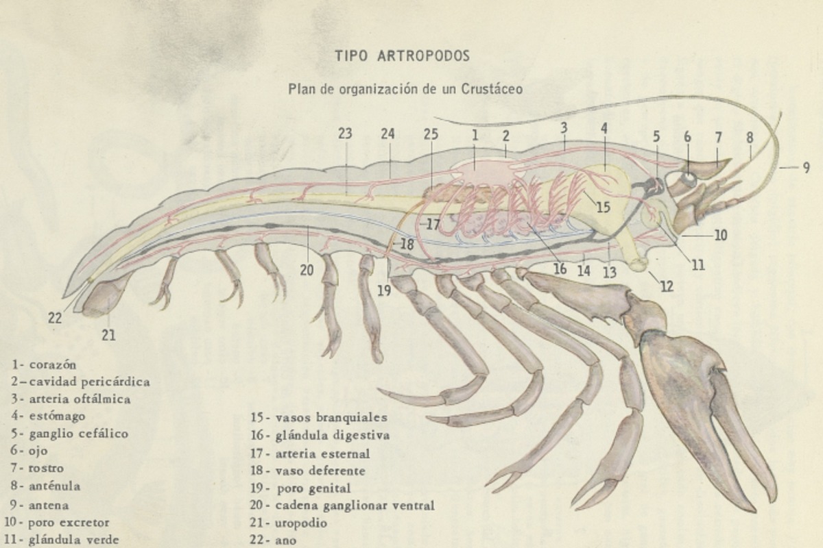 3. Plan de organización de un crustáceo.