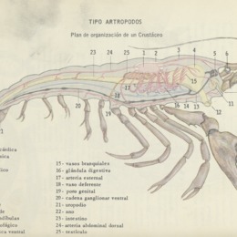 3. Plan de organización de un crustáceo.