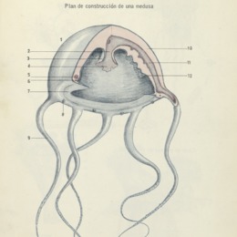 4. Plan de construcción de una medusa.