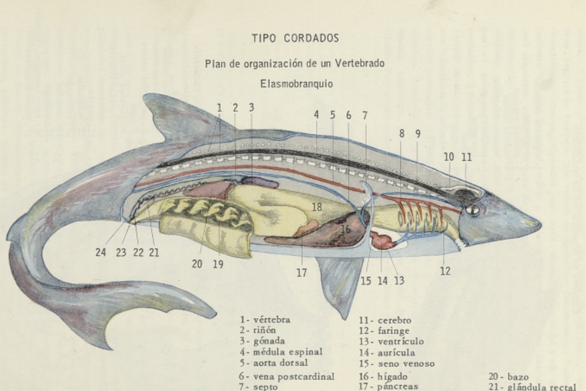 5. Plan de organización de un vertebrado.