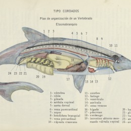 5. Plan de organización de un vertebrado.