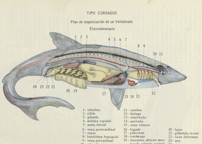 5. Plan de organización de un vertebrado.