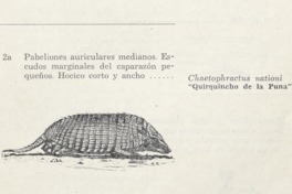 6. Quirquincho de la puna.