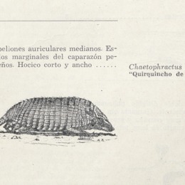 6. Quirquincho de la puna.