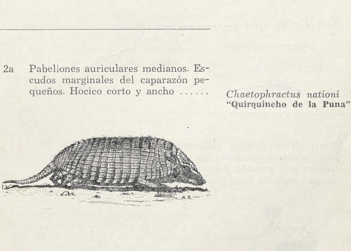 6. Quirquincho de la puna.