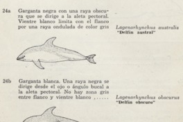 7. Delfín austral y delfín obscuro.